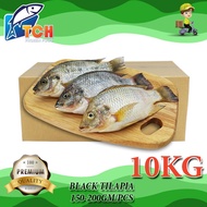 IKAN TALAPIA HITAM, BLACK TILAPIA, TCH FROZEN FOOD, FRESH FROZEN SEAFOOD, WHOLESALE SUPPLIER, FISH, 