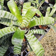 Bromeliad Thai Pokok Nenas-Indoor Plant/Real Live Plant/Pokok Bunga Hiasan Hidup