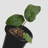zac.culent - Anthurium Pluton (Aroid)