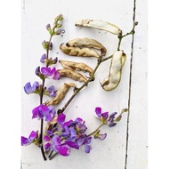 Biji Benih Kacang Bunga Ungu (Hyacinth Bean / Lablab purpureus)
