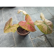 Keladi Red Sun/ Green Spider Caladium/ Keladi Merah XL Size