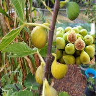 พันธุ์ Yellow israel Figs ต้นมะเดื่อฝรั่ง fig ต้นสมบูรณ์มาก รากแน่นๆ มีผลขนาดใหญ่ จัดส่งพร้อมกระถาง 