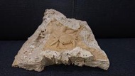 溪蟹化石 Potamon sp. crab fossil 螃蟹八腳完整性高無破損 產地土耳其 年代新生代更新世 近期無產