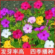 現貨  特價 小欣種業紫茉莉種子草茉莉地雷花籽陽臺庭院盆栽四季播易種花卉胭脂花種子