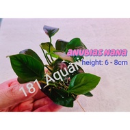 [Live Plant] Anubias Nana on Stone