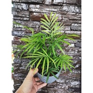 BAMBOO PALM- PLANT REAL