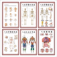 Human Body Skeleton Chart Wall Chart Organ Internal Organ Structure Chart Poster Spine Chart Graphic