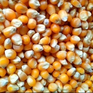 Seeds🌱 Jagung Popcorn Manis/Jagung Mentah Kering/Popcorn 1kg Jagung