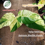 พลูด่างราชินีหินอ่อนยักษ์ (Giant Epipremnum Aureum)