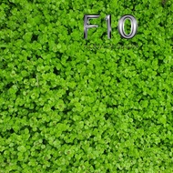 High Leaf Buffalo Feet - Beautiful Landscape Aquatic Plants - Healthy Plants Easy To Grow 5x5 CM