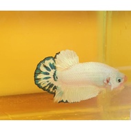 BETTA MALE BLUE RIM MARBLE WHITE
