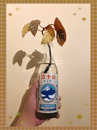 🐟 秋海棠｜富士山秋海棠  
🪴 搞笑清位｜搞笑水培｜搞笑求財