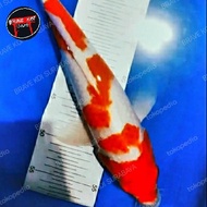 IKAN KOI KOHAKU MARUTEN ANAKAN IMPORT SAKAI SIZE 35CM SURABAYA