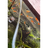 ◴ ♞Guppy ito na Pure strain trio