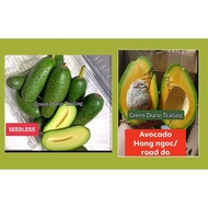 ANAK POKOK AVOCADO 2 in 1 : Seedless & Road Do, Siger & Kendil, Ta21 & Dina, Nz215 & Kelud