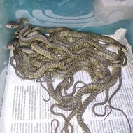 baby jali  ptyas mucosus Berkualitas