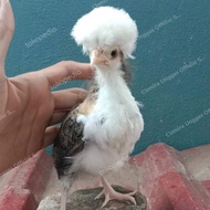 Anakan Ayam Poland / Ayam Jambul / Ayam Hias Jambul