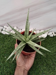 tanaman hias sansevieria hybrid Kasih