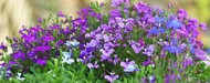 Lobelia String of Pearls Seeds (Lobelia Erinus Compacta) - LIMITED