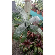 Pokok bromeliad variesa faciata live plant