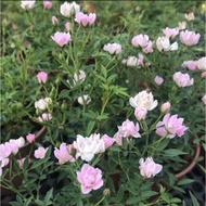 Rosaceae Rose, Miniature Pink Rose potted organic plant