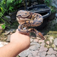 Ball python Morph normal jinak