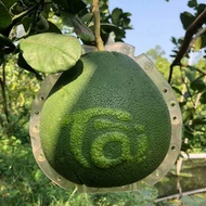 Khuôn giọt nước chữ thư pháp tốt lớn 18x18 chữ nhỏ