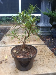 100%BERKUALITAS beringin california bonsai TERLARIS TERPERCAYA