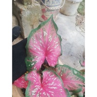 keladi thailand/ hijau/merah/caladium/askar