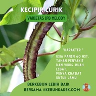 Benih Kecipir IPB Melody Isi 10 Biji