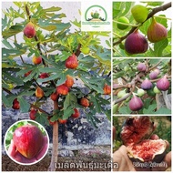 High quality seeds in Thailand are new fig fruit seeds, fig fruit seeds, Ficus carica, rare species,