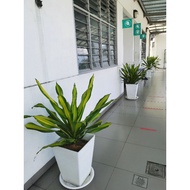 Pasu Petak Tinggi / Square Flower Pot (FBL 2455) / Pasu Bunga Petak / Pasu Hiasan