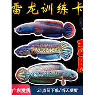 2026 New Product Thunder Arowana Training Card Ornamental Fish Bite Tank Drum Gill Training Card Fis