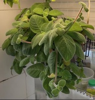 喜蔭花 ‘Blue Heaven’ 大盆