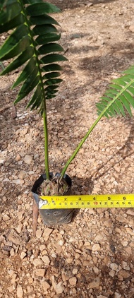 Dioon Spinulosum