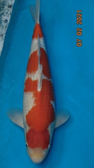 ikan koi import Kohaku