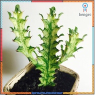 Euphorbia mayurnathanii variegated ยูโฟเบียด่าง ยอดขายดีอันดับหนึ่ง