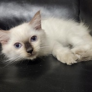 Lepas Adopsi Kucing Persia Kitten putih cream lucu imut mata biru