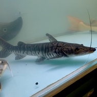 Hiasan Aquarium Ikan Tiger Catfish TSN Catfish Ikan Predator