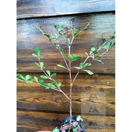 African Talisay  Green Terminalia Mantaly tree decor landscape outdoor Garden