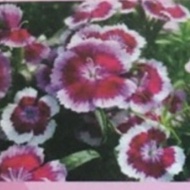 400g BAJA PAKSA BUNGA CEPAT LEBAT/ FLOWERING BLOOMING INDUCER NPK 8:16:24