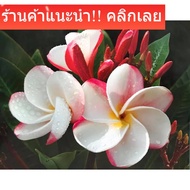 Auspicious Picture Enhance Feng Shui Home Decoration Pictures Wall Image Size 16x20 Inches Or (41 cm