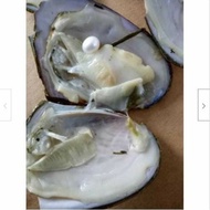 10pcs Real pearl oyster Individually Fresh Water Wrapped Akoya Oysters  淡水珍珠