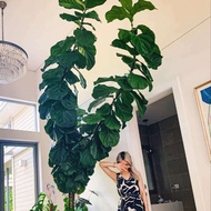 Qin Leaf Ficus Nordic Green Plant Indoor Green Leaf Fresh Flower Potted Plant Four Seasons Evergreen