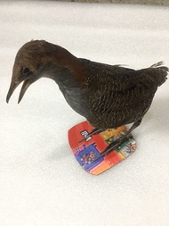 Chim chàng ngịch giả bơm keo