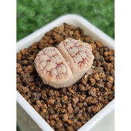 Lithops Gracilidelineata pink latte lightning C189A/C374A/C373A/C261A 优选荒玉拿铁latte succulent plant