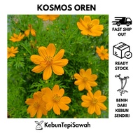 Benih bunga kosmos oren / cosmos sulphureus #cosmosflower