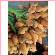 ◪ ◬ ๑ ㍿ Betel nuts  bunga nganga bua 120pcs freshly picked