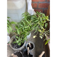 Keratan pokok berry ( Elder Berry)