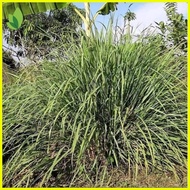 ✎ ◧ ☎ lemon grass plant seeds